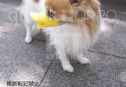 ペット用口輪 OPPO(オッポ)quack(クァック)